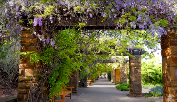 Arches covered in wisteria blooms at the Fort Worth Botanic Garden