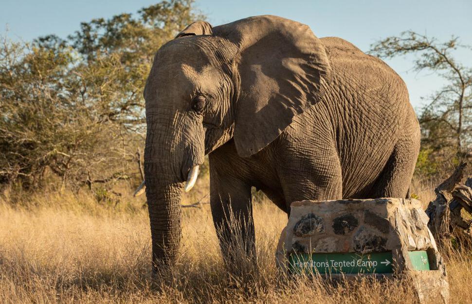Hamiltons-Tented-Camp-23.jpg