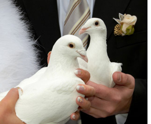 White Doves