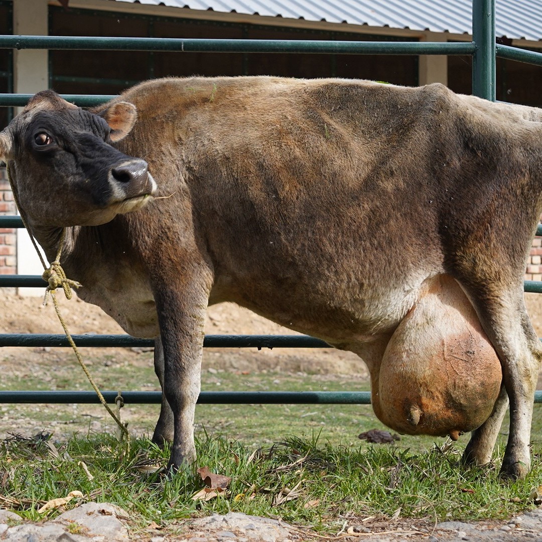 Mother Dairy (Resident)