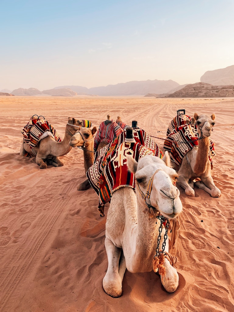 Camels with colorful saddles resting on the red sand in Wadi Rum desert, Jordan