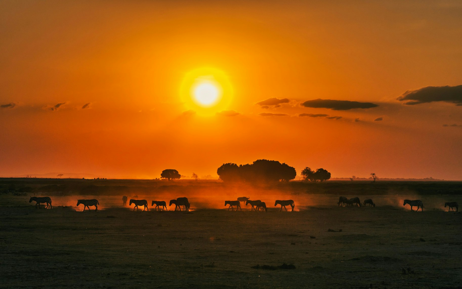 Herd of zebras walking across the savanna at sunset in Kenya safari scene