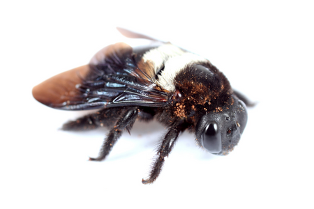 close up carpenter bee