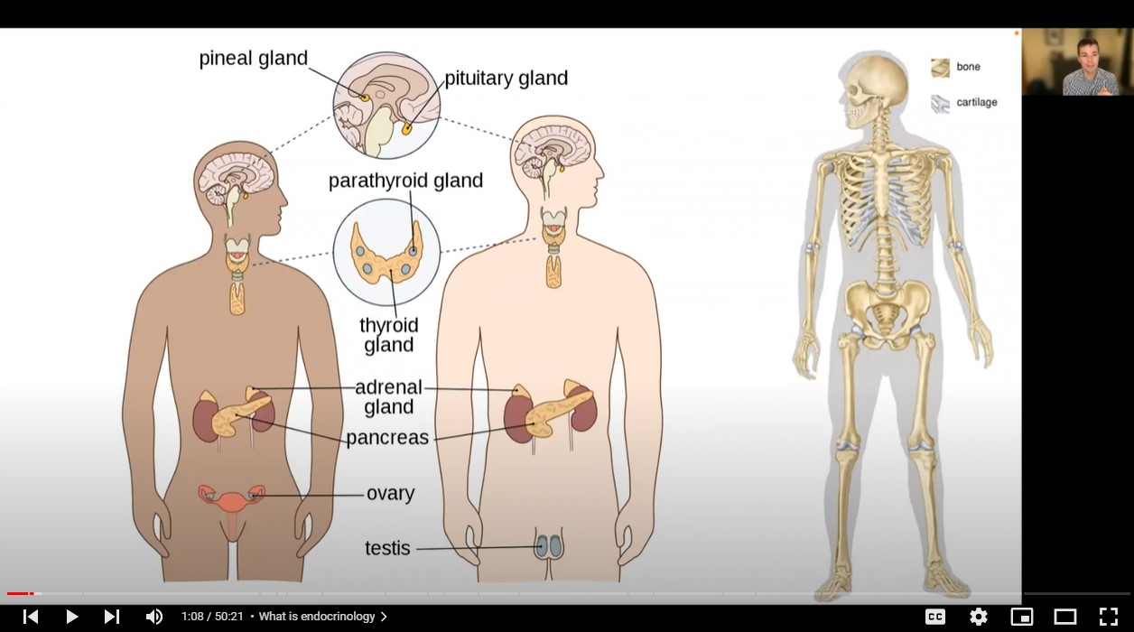 Common Endocrinology Issues Among Cancer Survivors