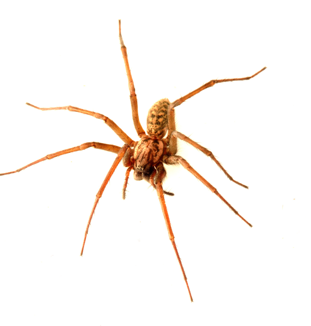 classic house spider