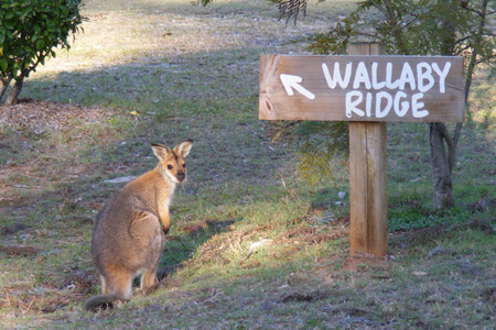 Wallaby Ridge Retreat