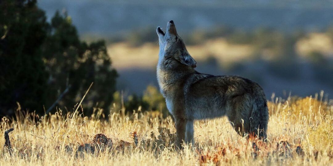 coyote howling at dusk in an open field