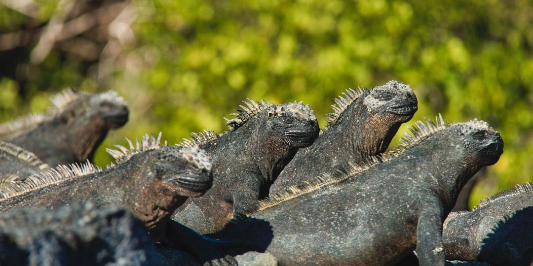 Galapagos marine iguanas basking on a rock