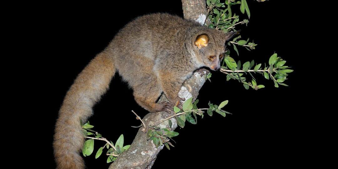 bushbaby up in the trees on a dark night