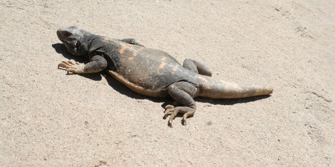 chuckwalla basking on sand in the sun