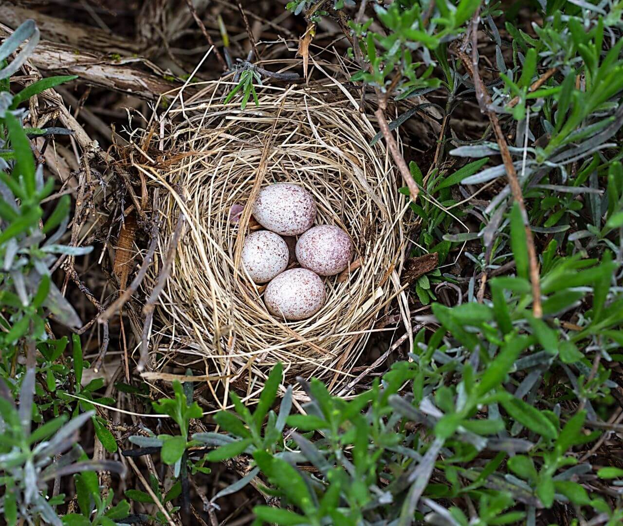 a bird nest with eggs