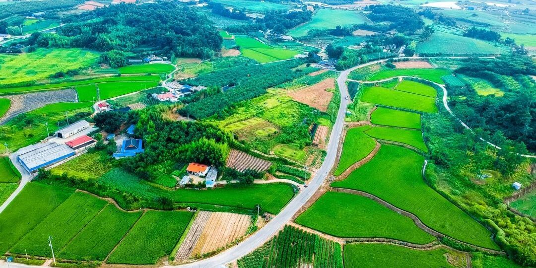 green cropland separated by a road