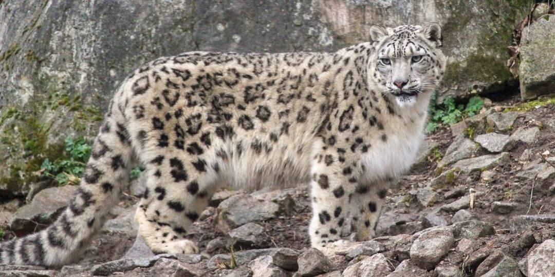 amur leopard camouflaged into grey rocks