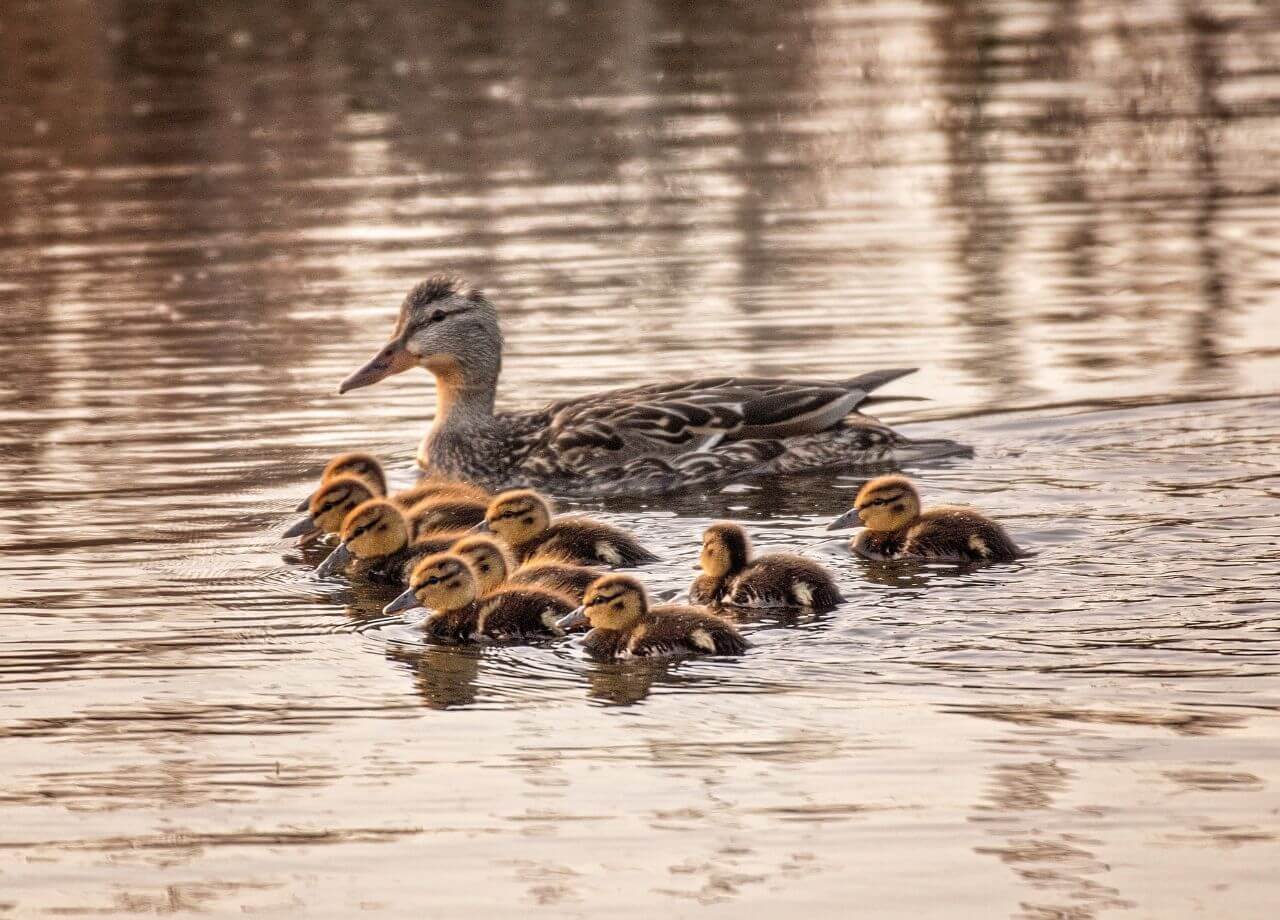 duck swimming with offspring after reproducing