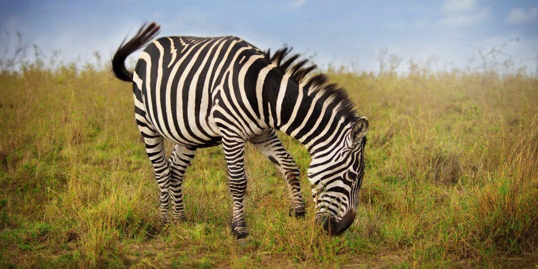 zebra foraging in a grassland