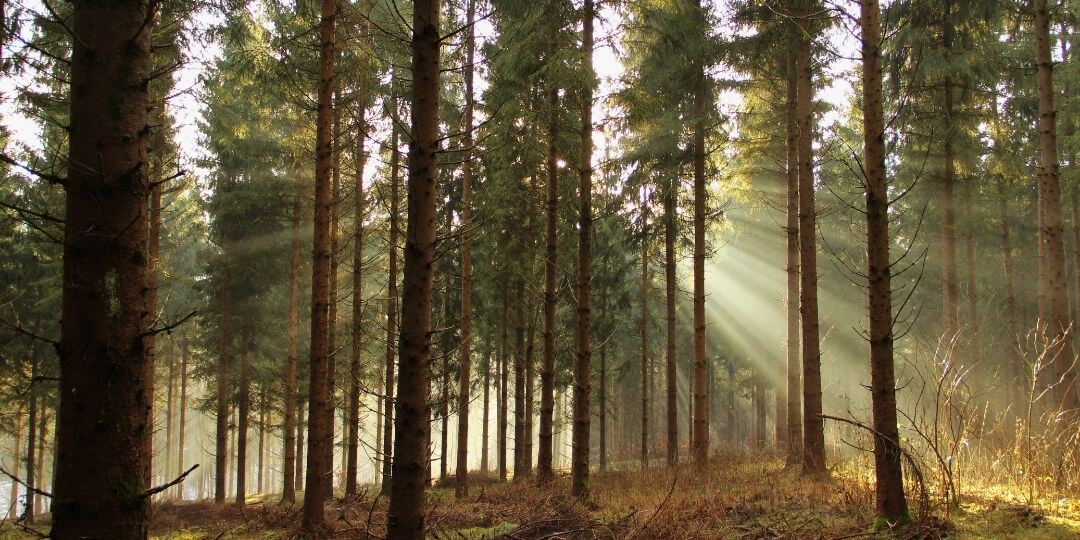 forest with light shining through trees