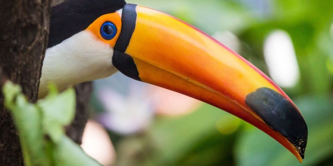 bright orange bill of a toco toucan
