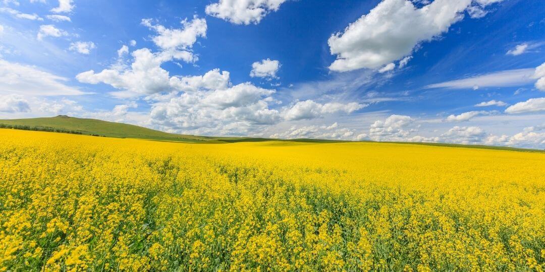 temperate grassland with lots of yellow flowers