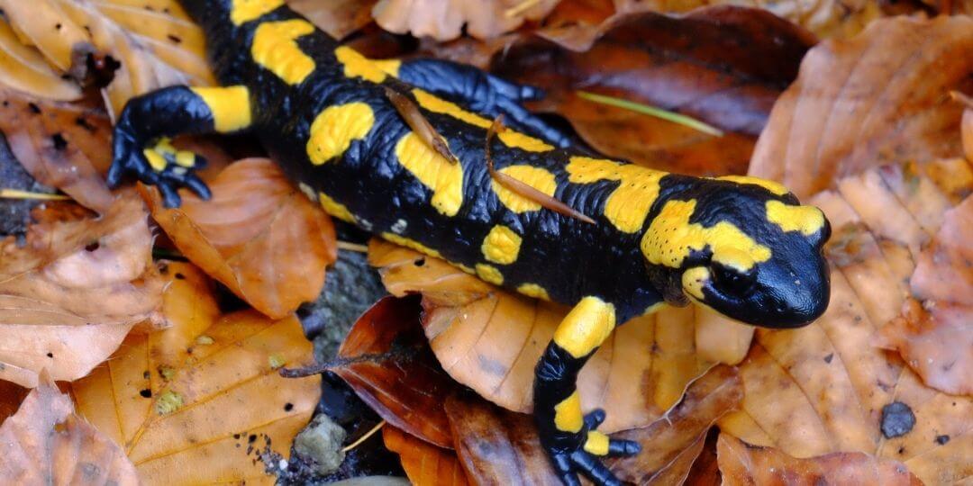 yellow and black salamander with permeable skin resting on a leaf
