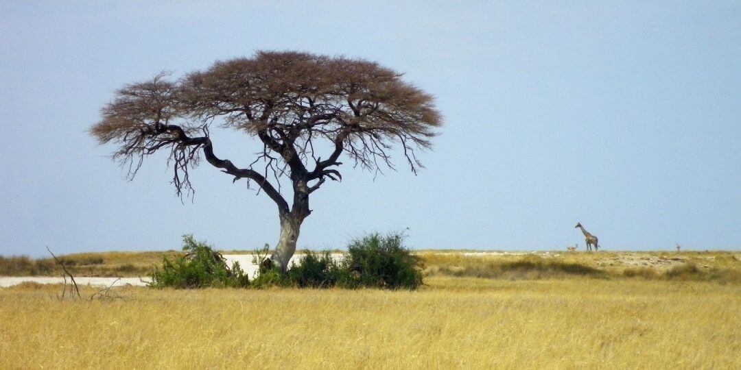 african savanna with acacia tree and giraffe in the distance