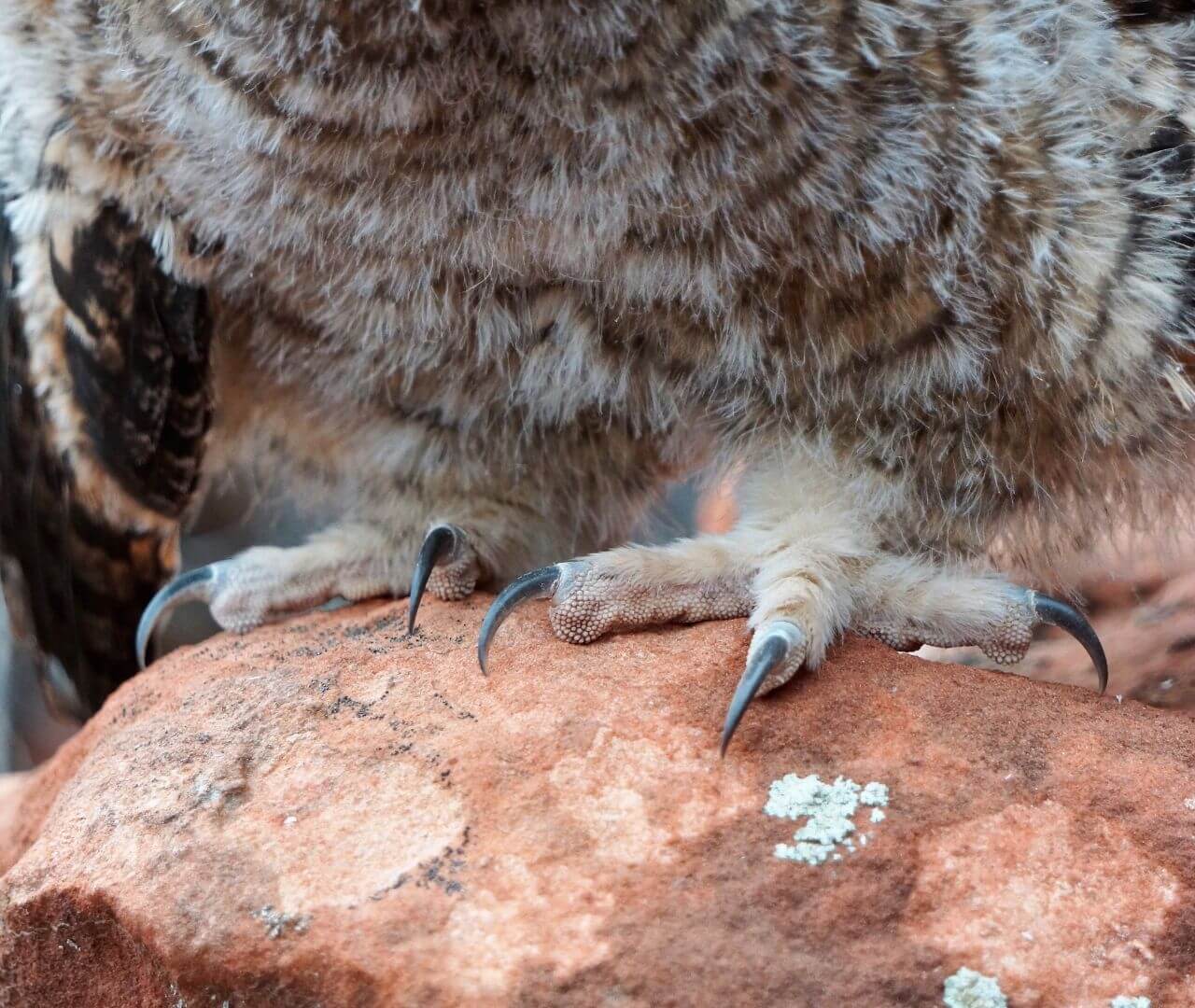 large talons of a great horned owl