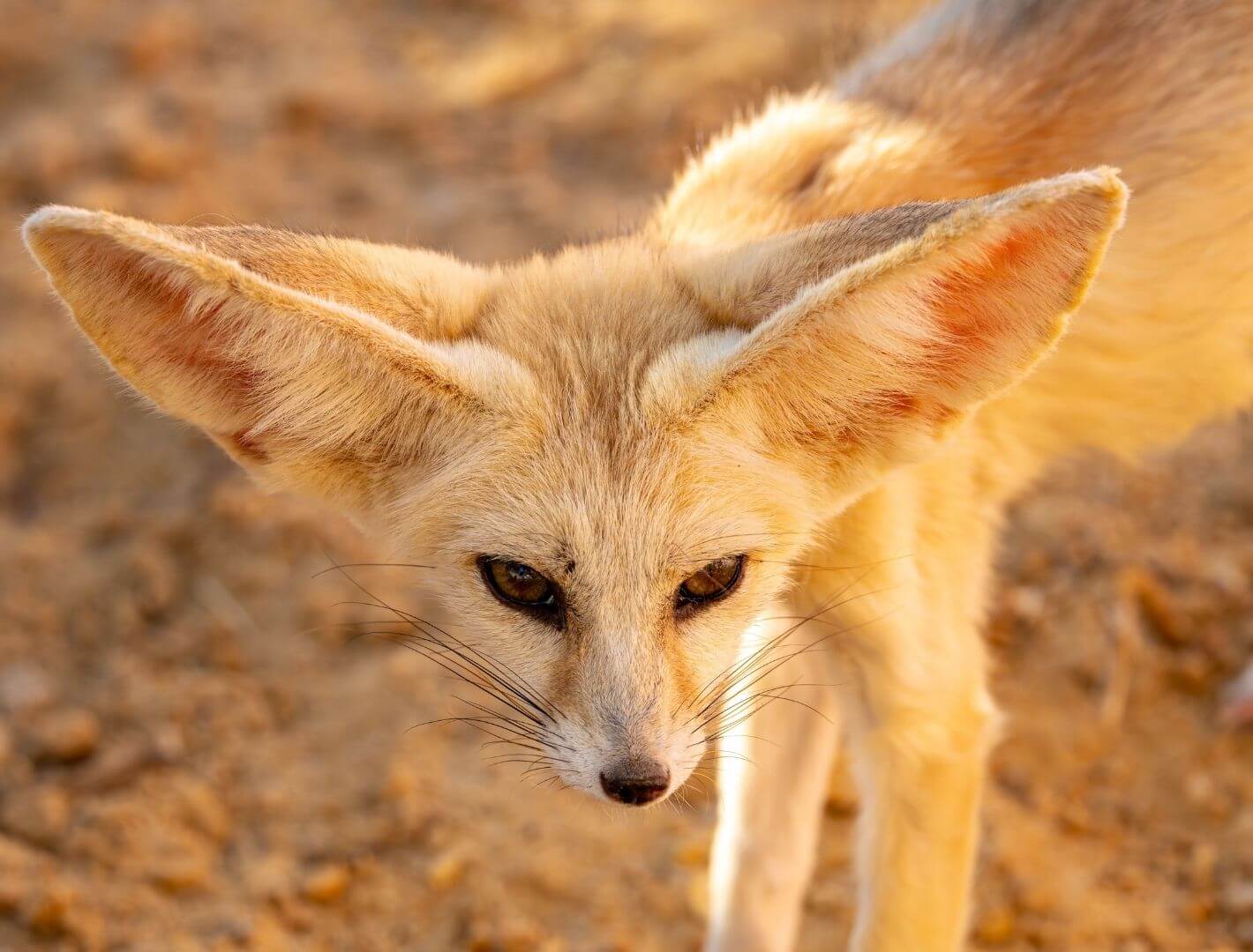 fennec fox thermoregulating with large ears