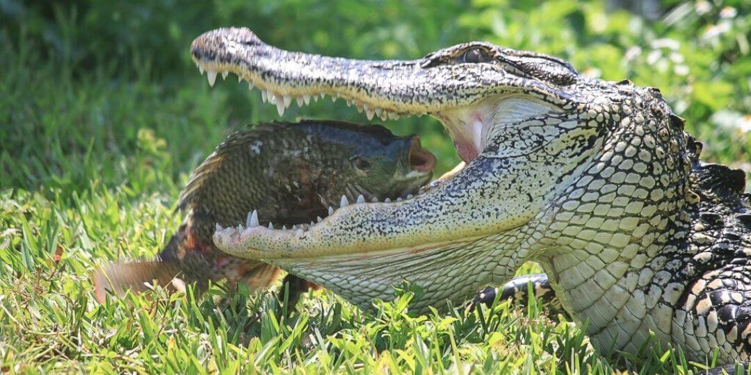 alligator eating a large fish