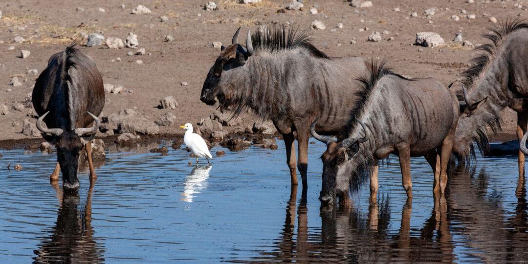 cattle egret eating flies drawn to wildebeest at watering hole