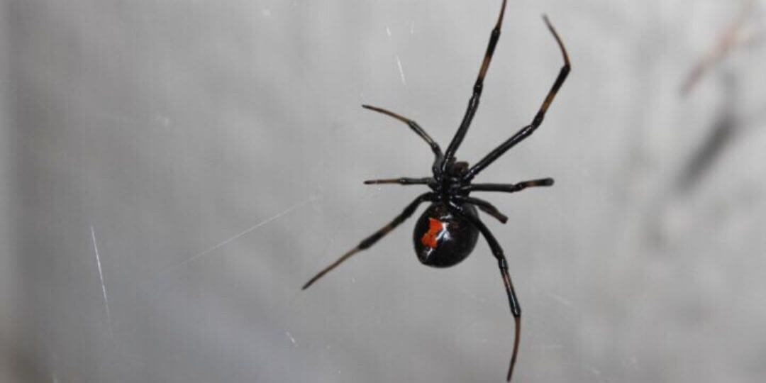 black widow warning coloration