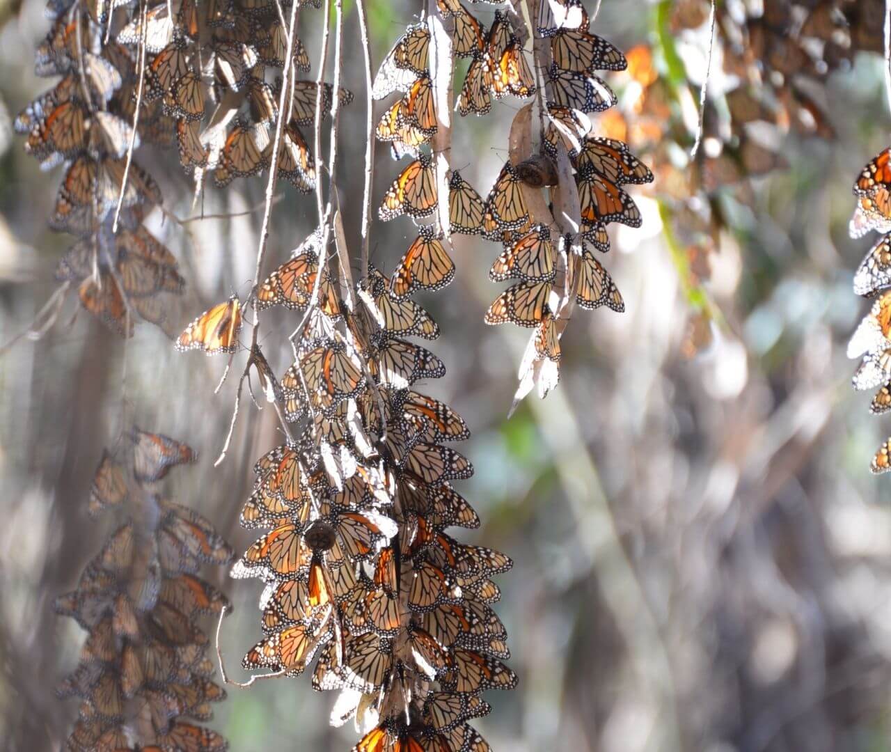 monarch butterflies in mexico during migration