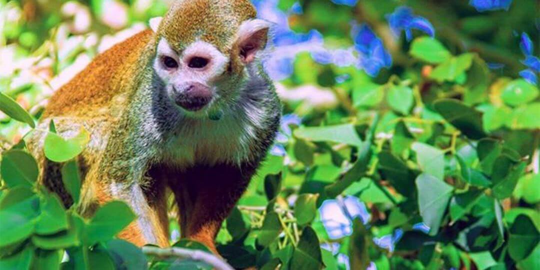common squirrel monkey in a tree