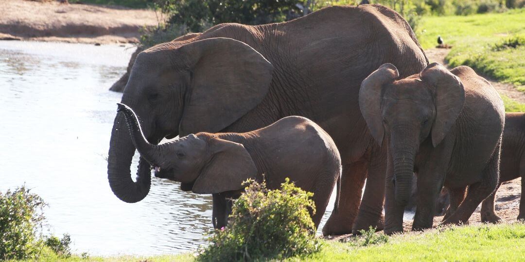 herd of elephants including mom and two young at watering hold