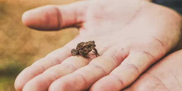 tiny frog in the palm of a hand