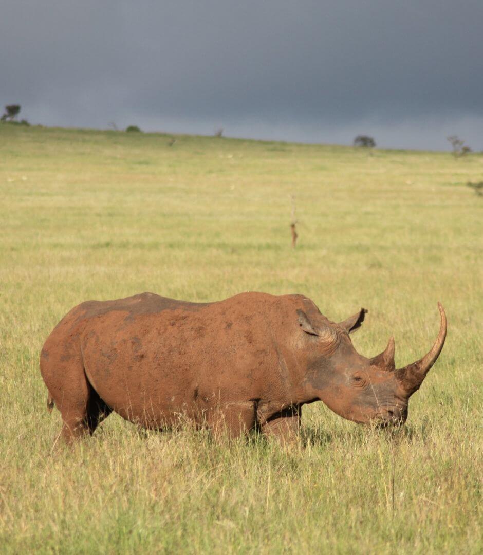 rhinos large horn vulnerable to poachers