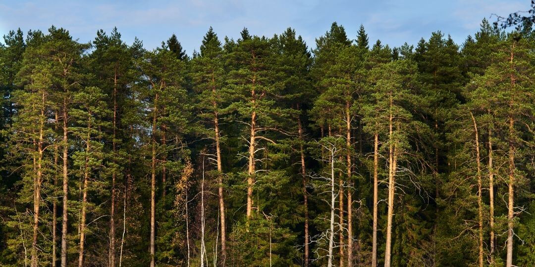 boreal forest with tall, dense pine trees