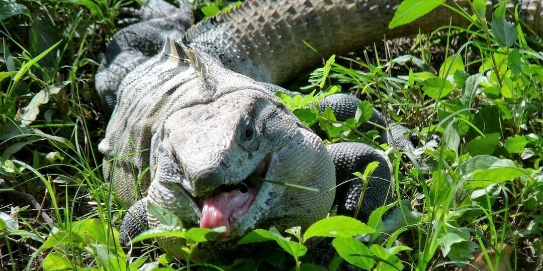 iguana grazing in a field of grasses and weeds