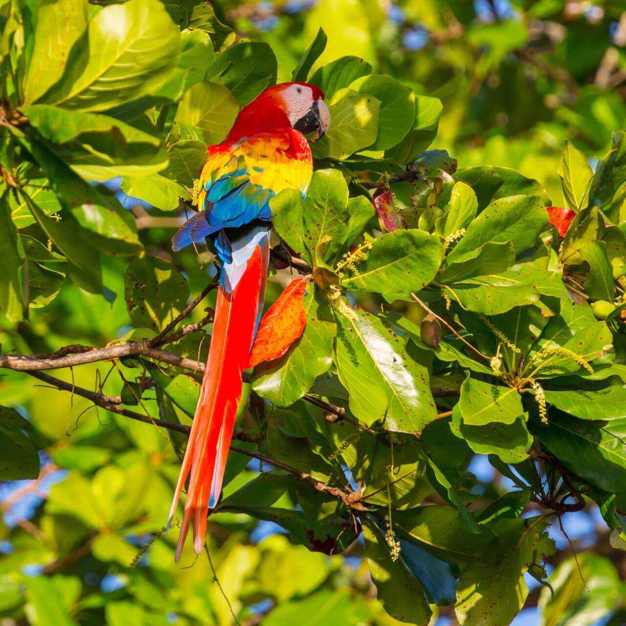 scarlet macaw camouflaged in tree branches