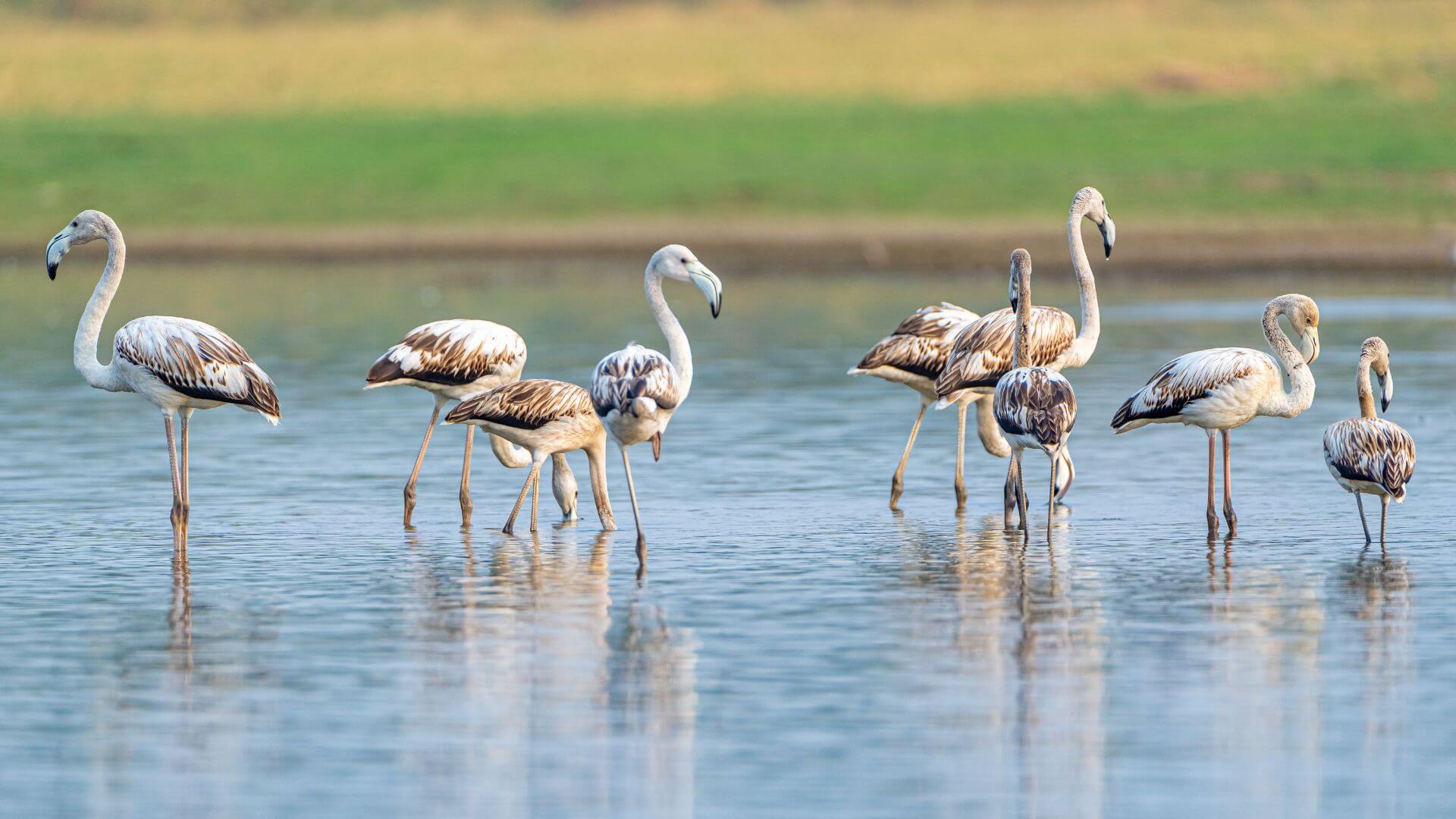 flamingo fledglings in shallow water
