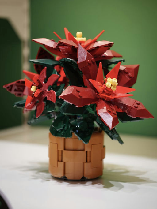 🌺【圣诞红盆栽】【只要 $29】