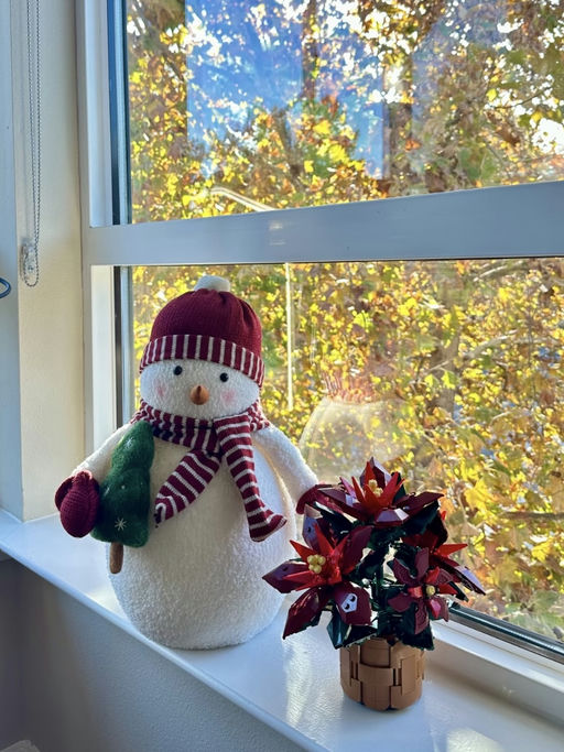 🌺【圣诞红盆栽】【只要 $29】