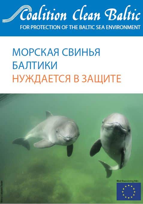 Baltic Harbour Porpoise