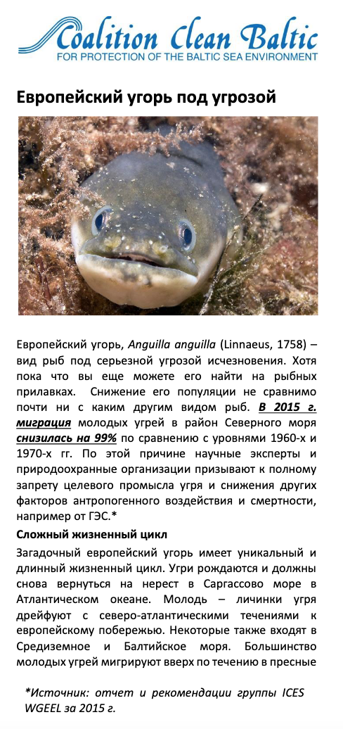 Европейский угорь под угрозой
