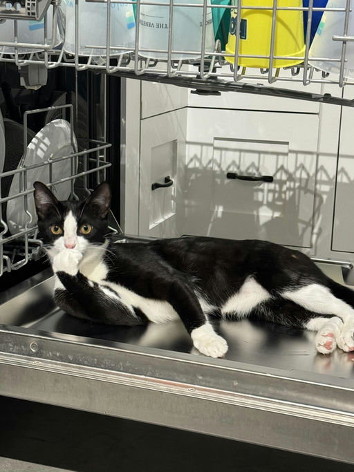 cats - Buddy Image 5