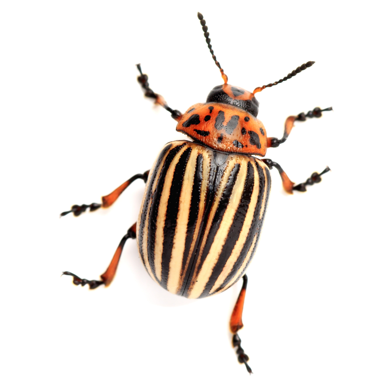 beetle extermination job Clifton Park