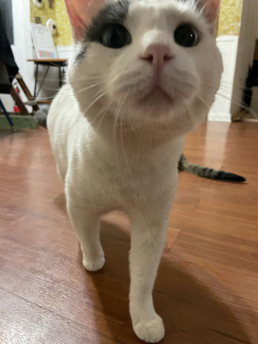 cats - Leche Image 3