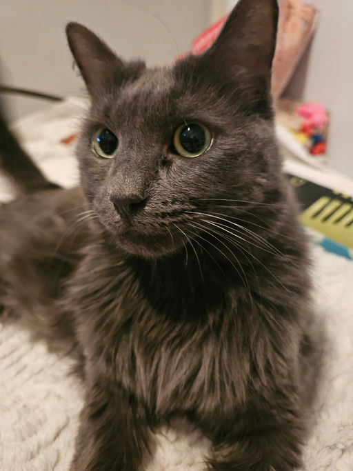 Cheeseburger - Cheeseburger