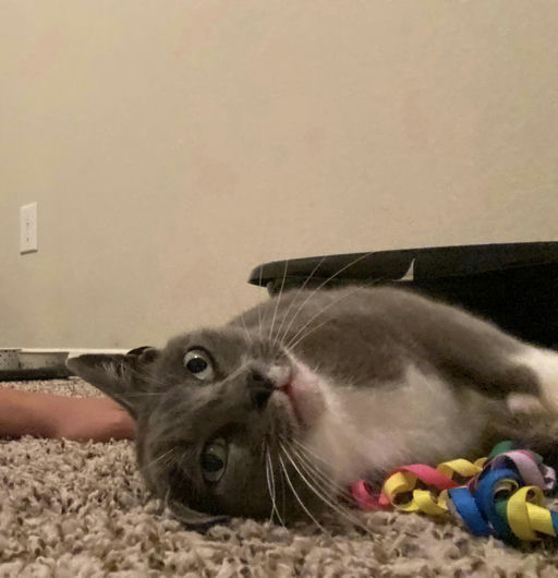 cats - Cindy Image 1