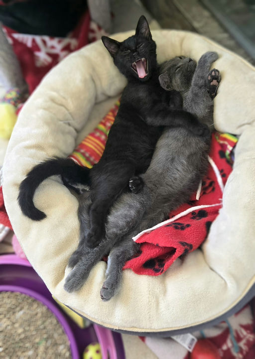 cats - Furnando Image 1