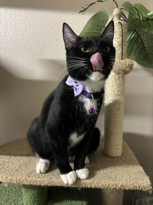 cats - Trixie Image 3