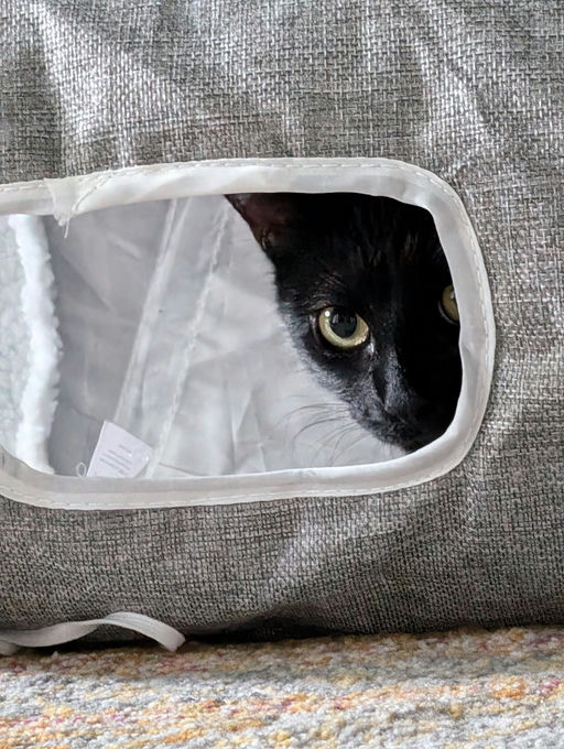 cats - Comet Image 15